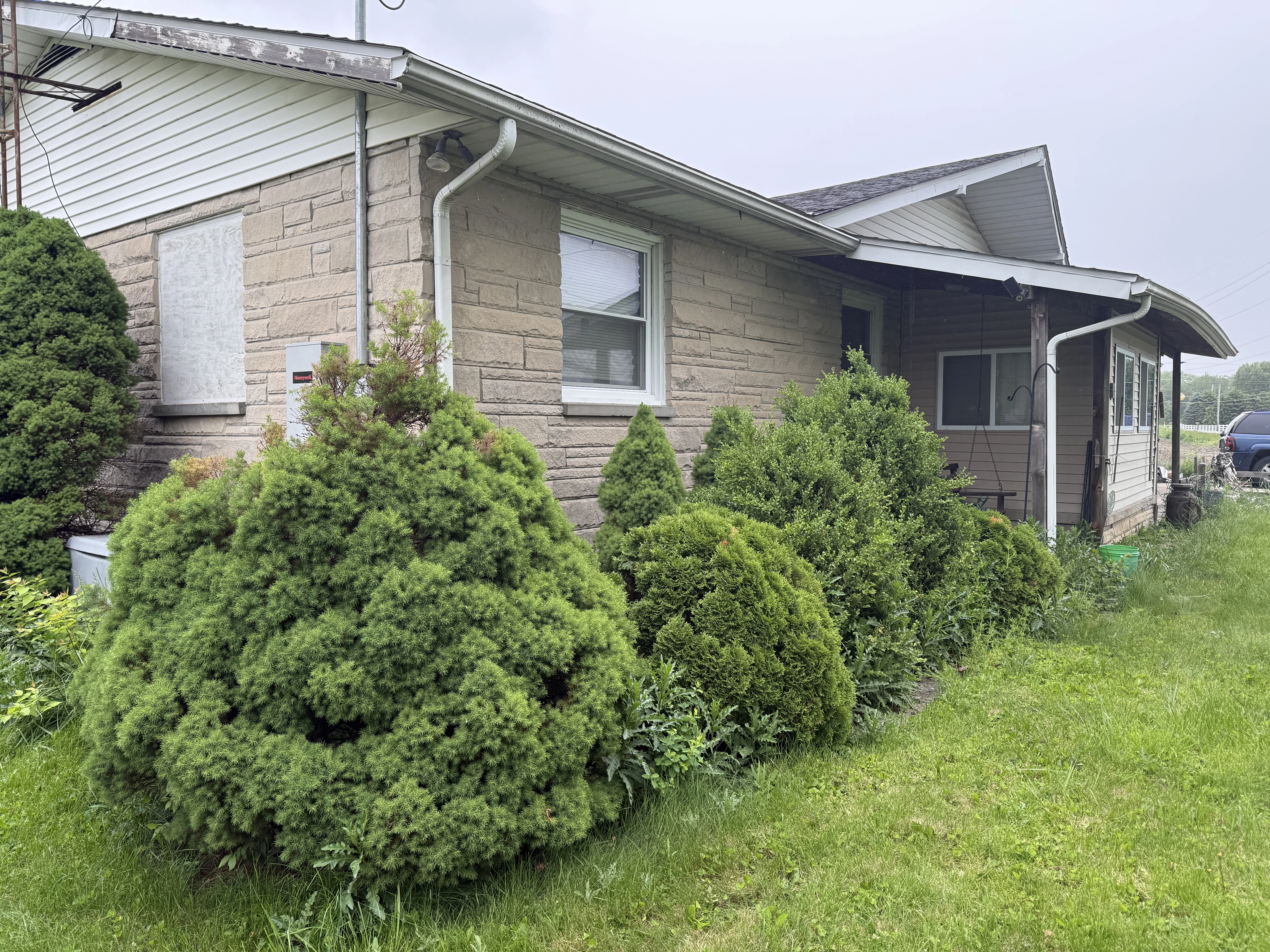 Before — Shrub trimming
