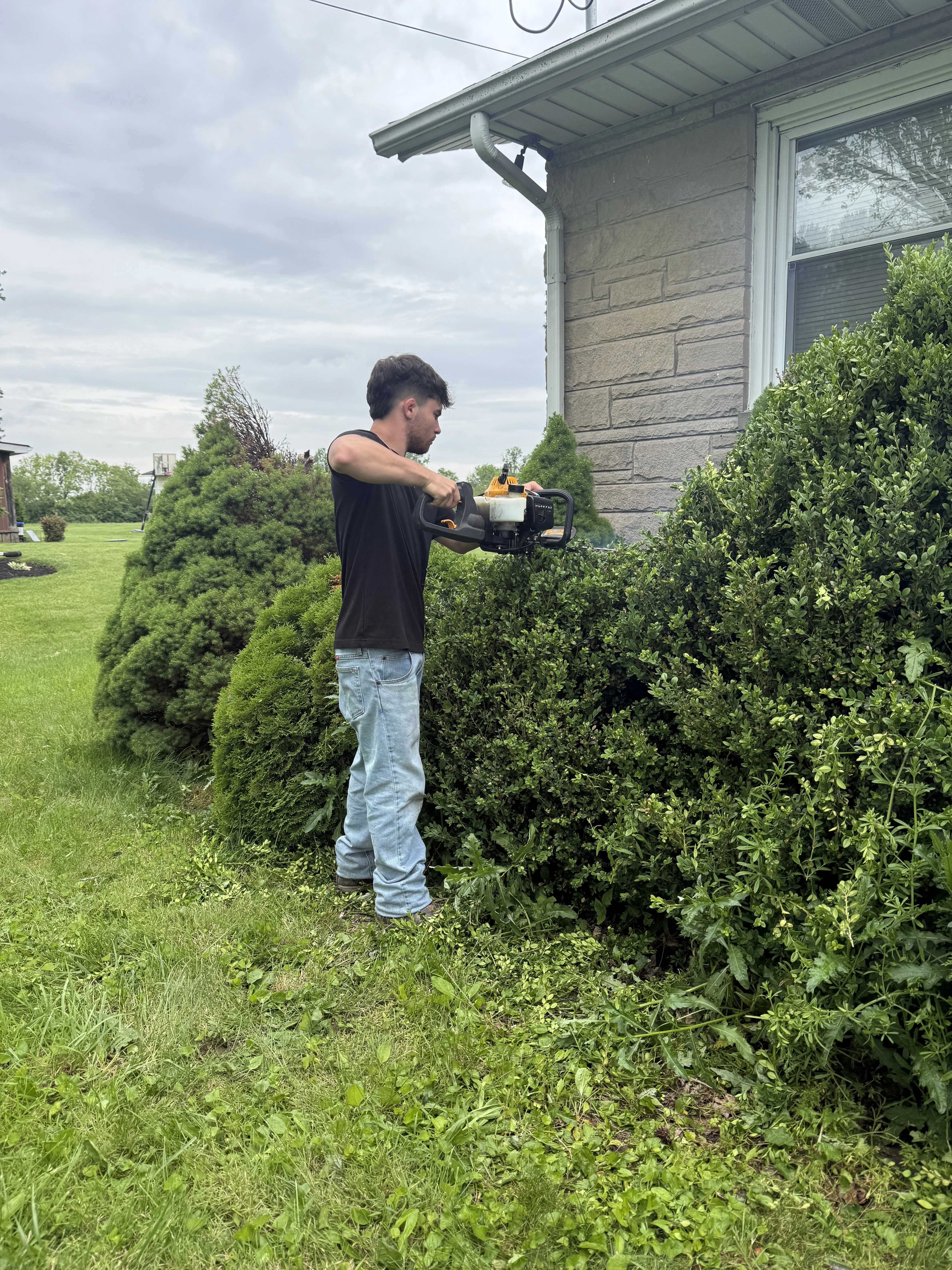 Gup trimming shrubs