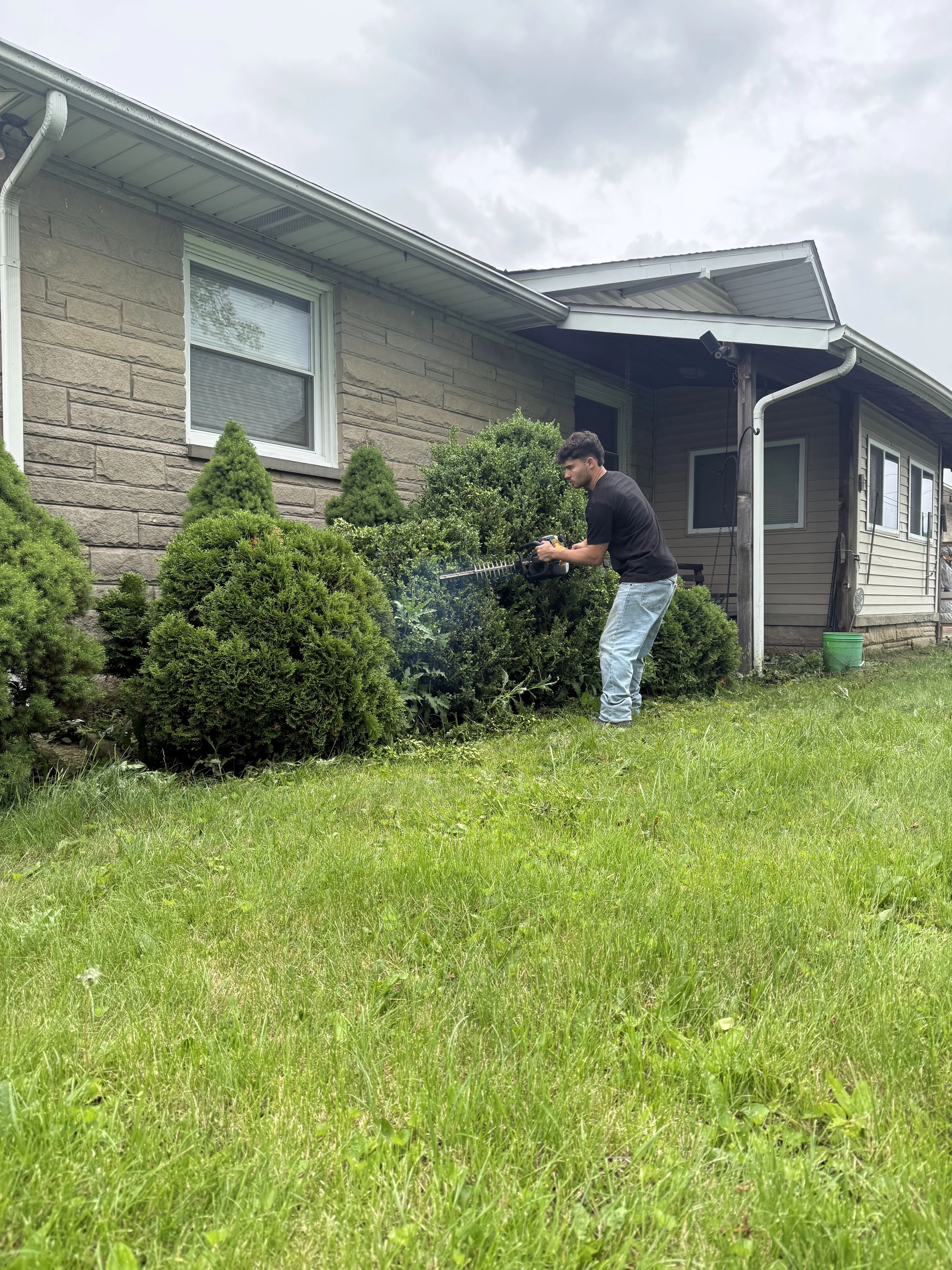 During — Gup trimming shrubs