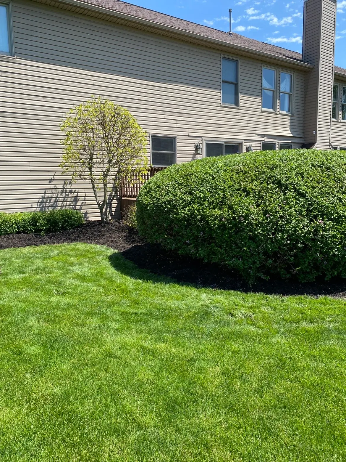 After — Shrub trimming