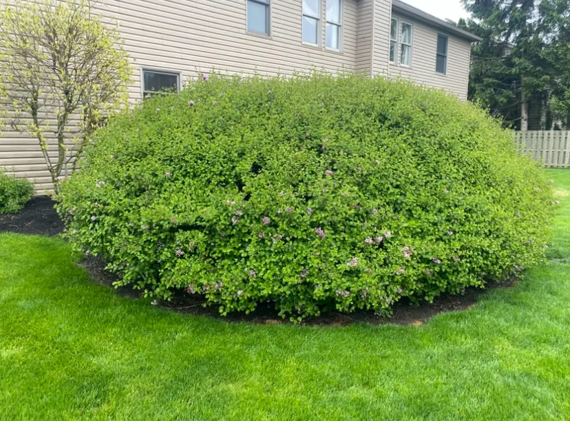 Before — Shrub trimming