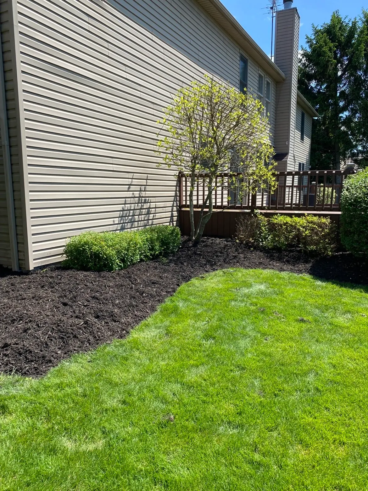 Fresh mulch bed with shrubs and clean edging