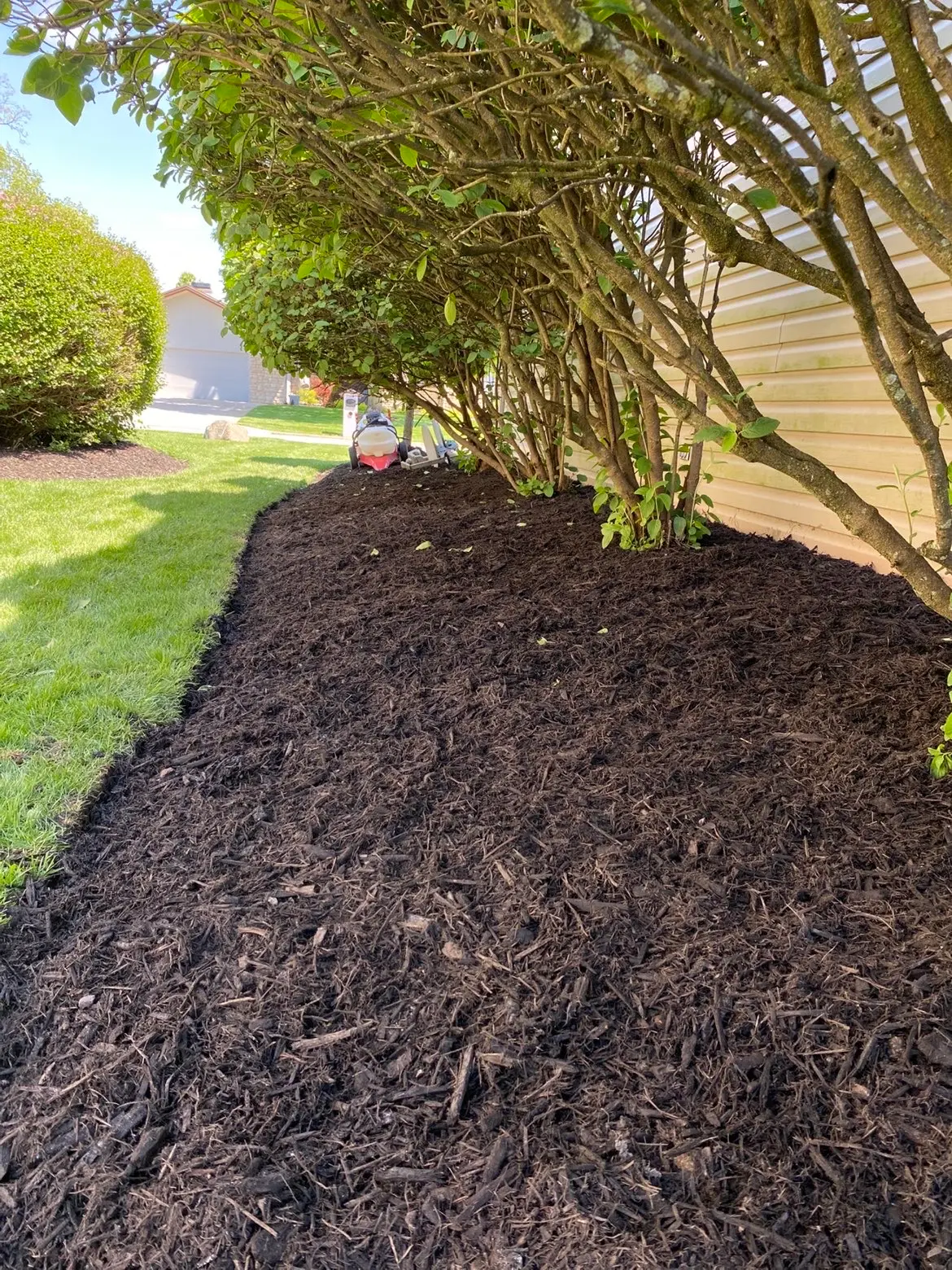 Fresh mulch bed with ornamental grasses and perennials