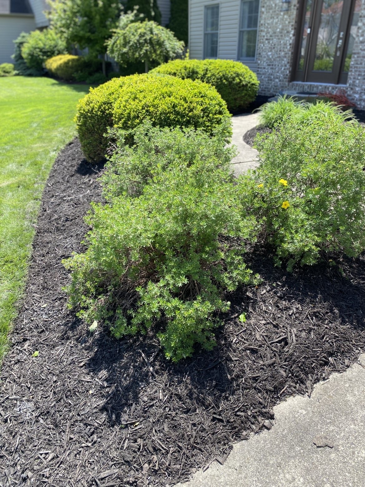 Neatly trimmed shrubs along a garden pathway