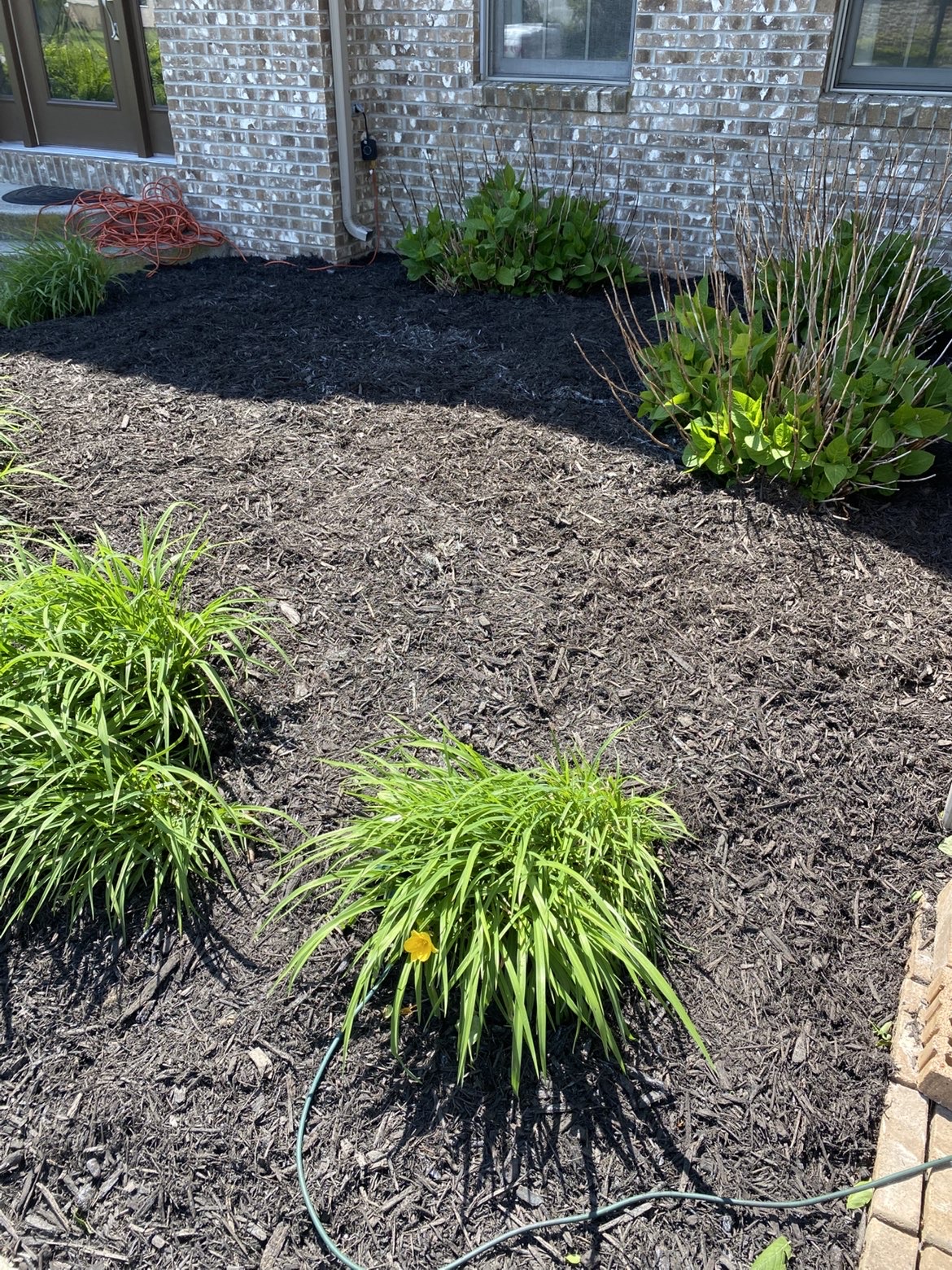 Fresh mulch bed with ornamental grasses and perennials
