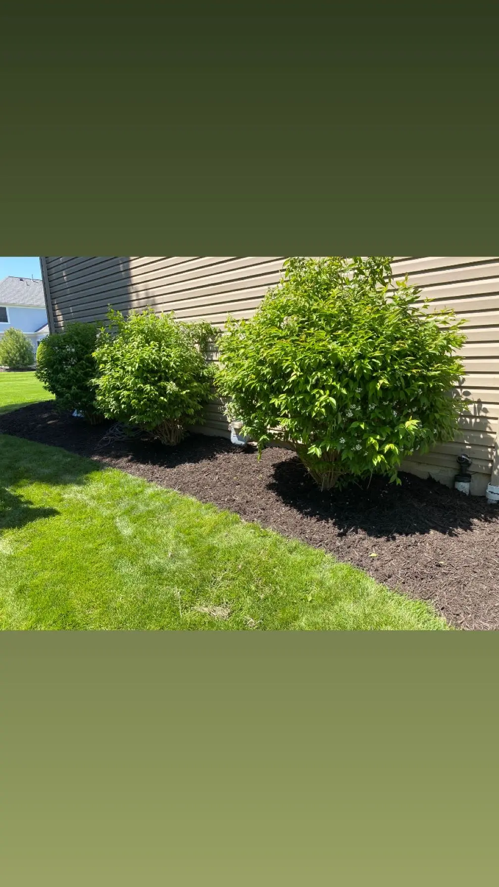 Neatly trimmed shrubs along a garden pathway
